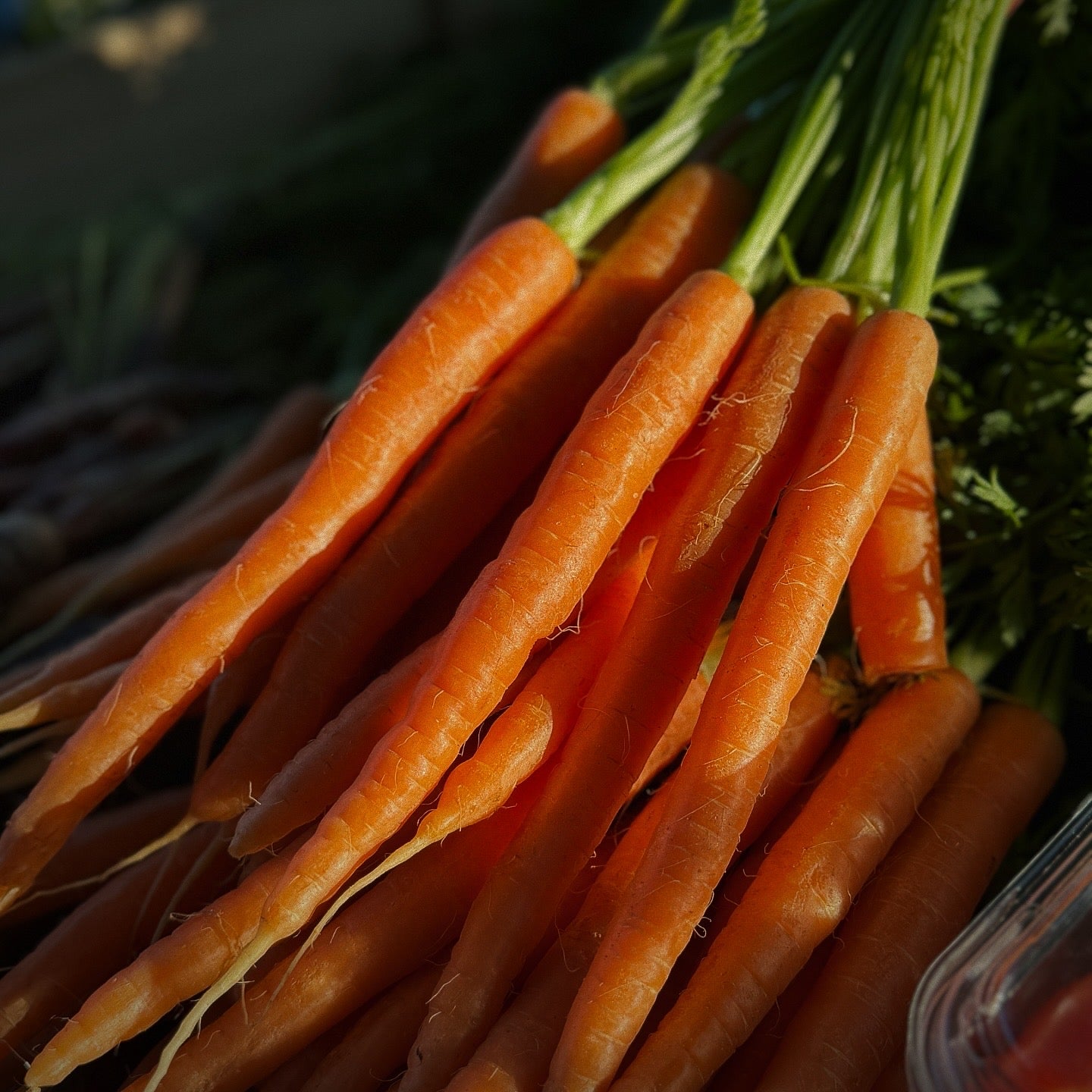 Dutch Carrots-The Village Grocer Club