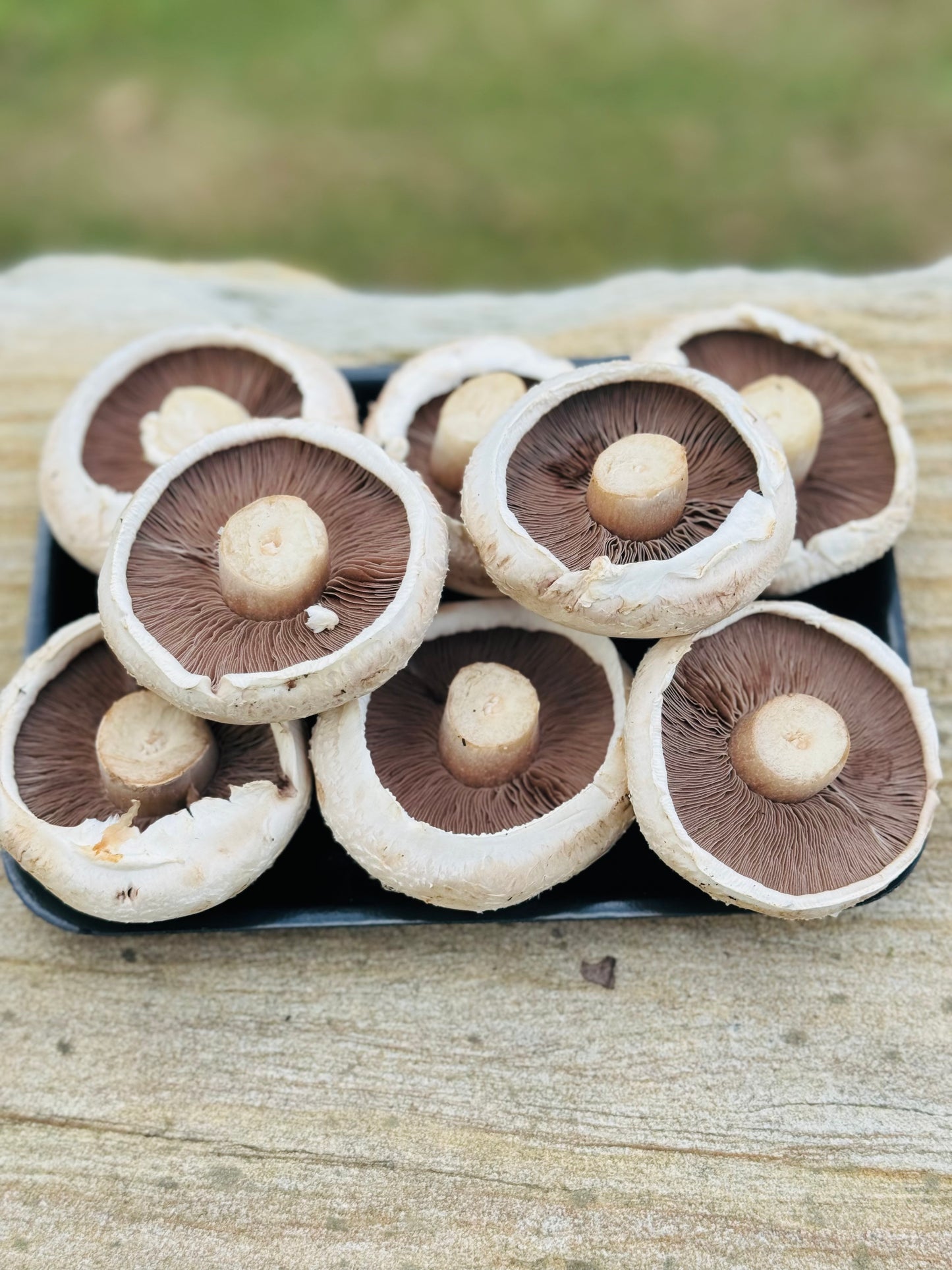 Fresh Picked Field Mushrooms-The Village Grocer Club