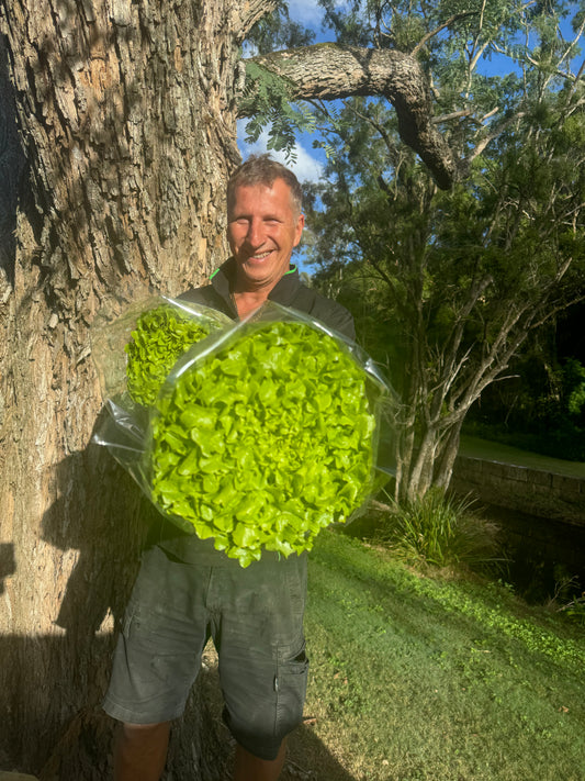 Large Green Oak Lettuce-The Village Grocer Club