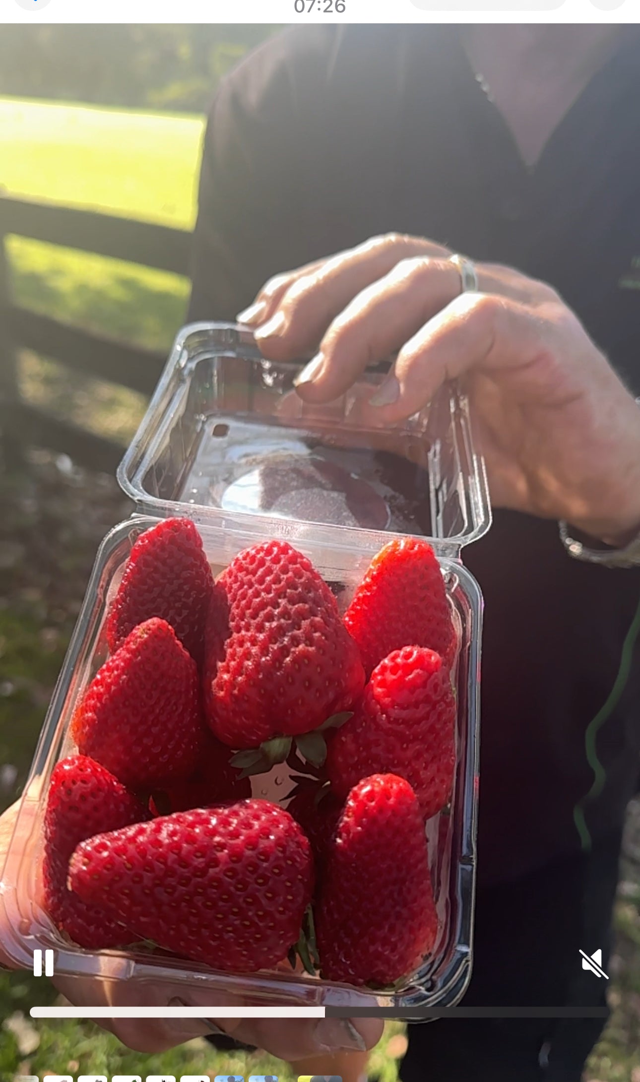 Fresh New Season Queensland Premium Strawberries!