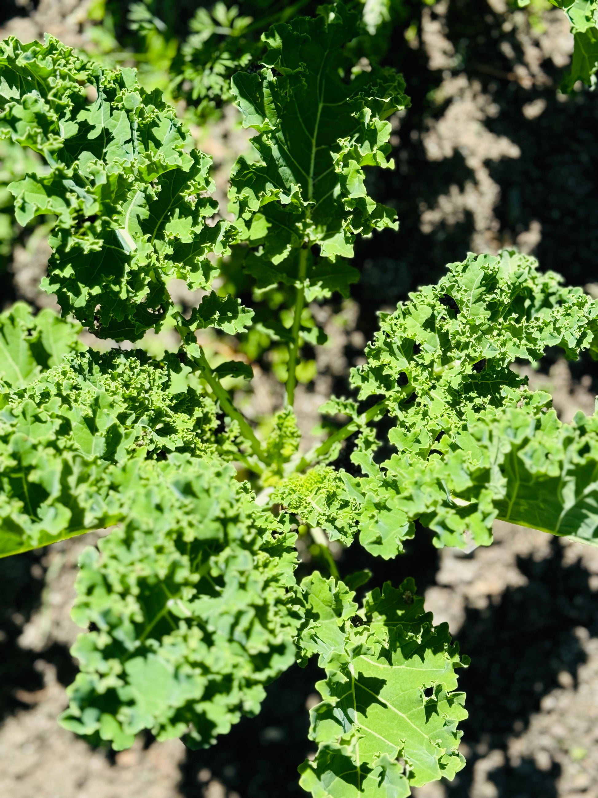 * Available now* Farm Fresh Organically Grown Spray Free Dwarf Kale, cut to order-The Village Grocer Club