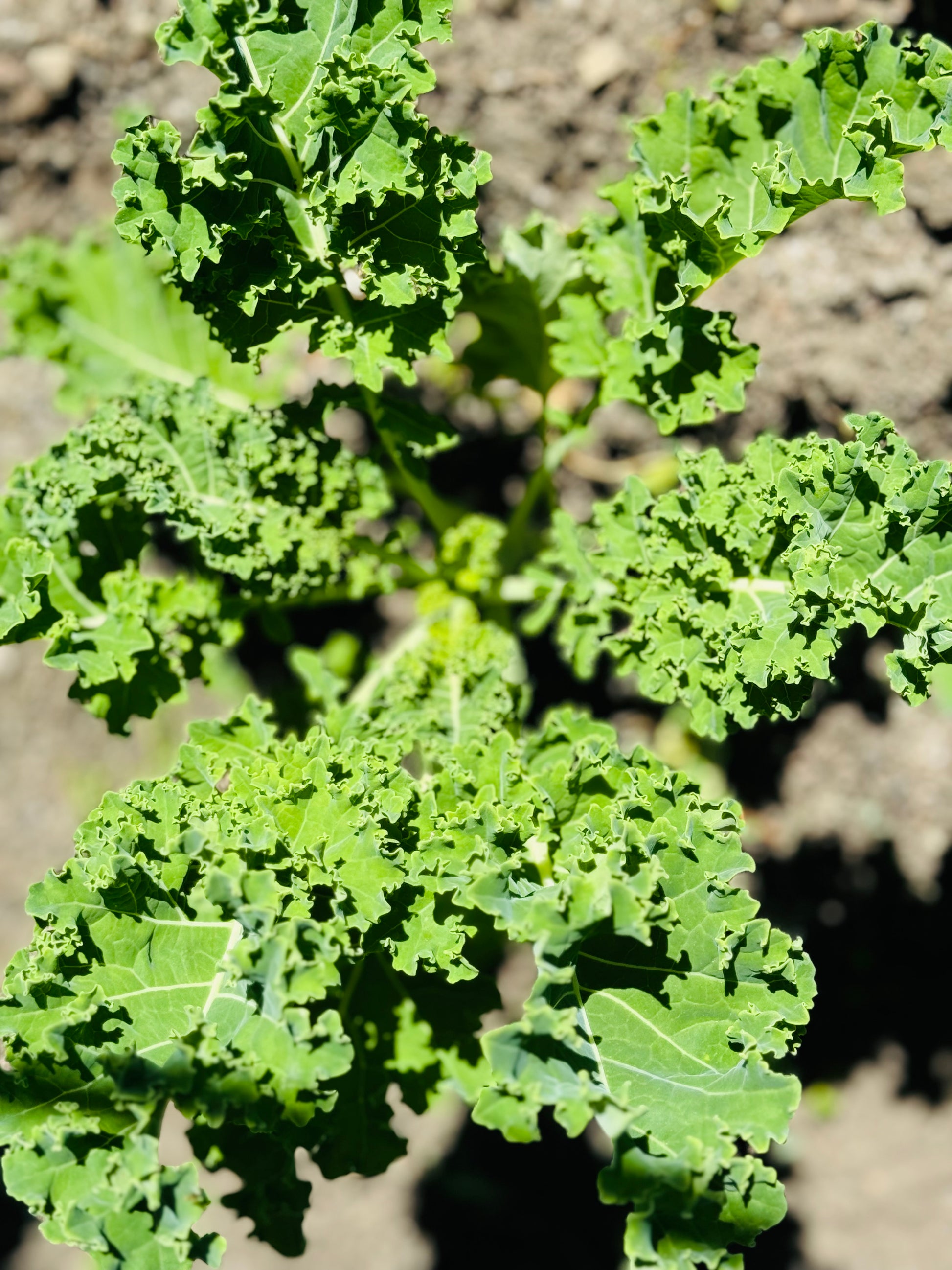 * Available now* Farm Fresh Organically Grown Spray Free Dwarf Kale, cut to order-The Village Grocer Club