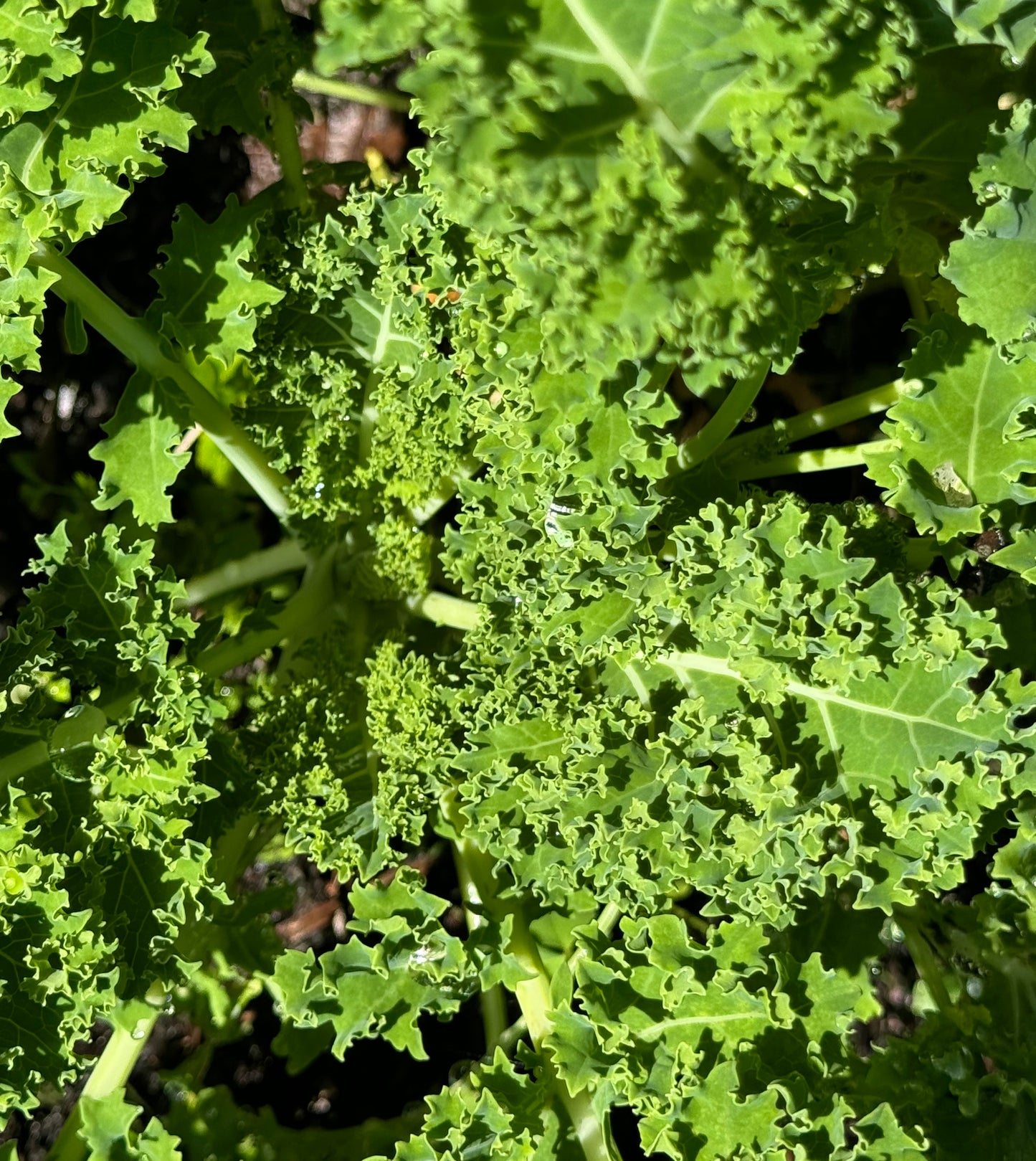 * Available now* Farm Fresh Organically Grown Spray Free Dwarf Kale, cut to order-The Village Grocer Club