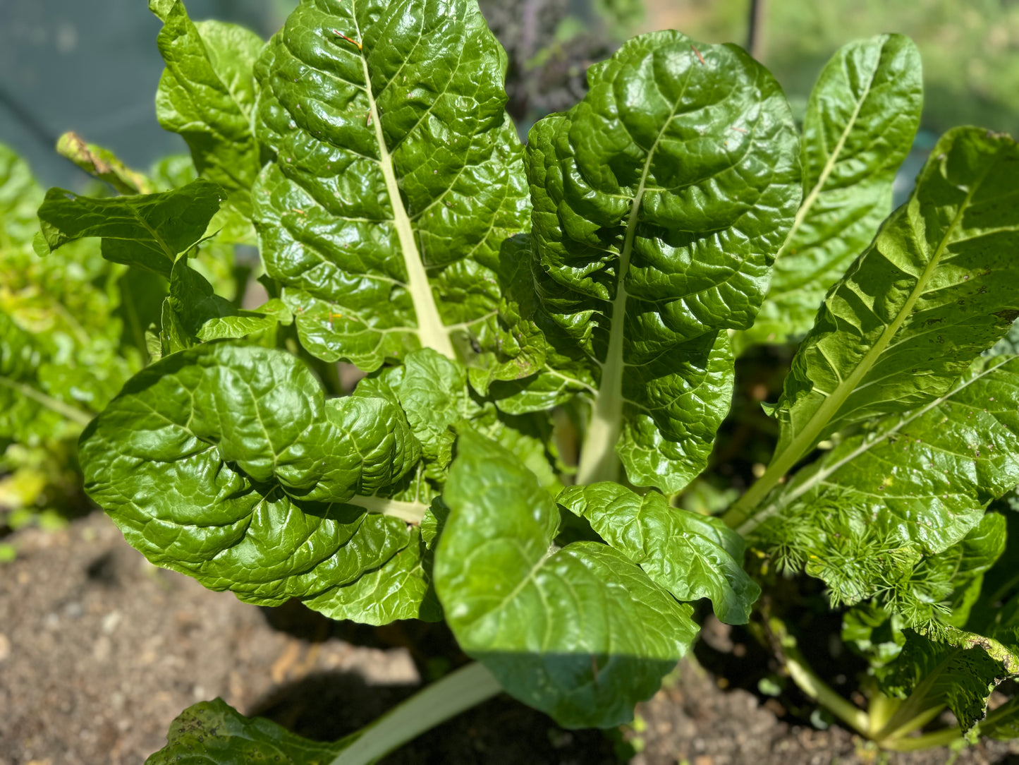 *Back in Sock* Farm Fresh Organically Grown Silverbeet, cut to order-The Village Grocer Club