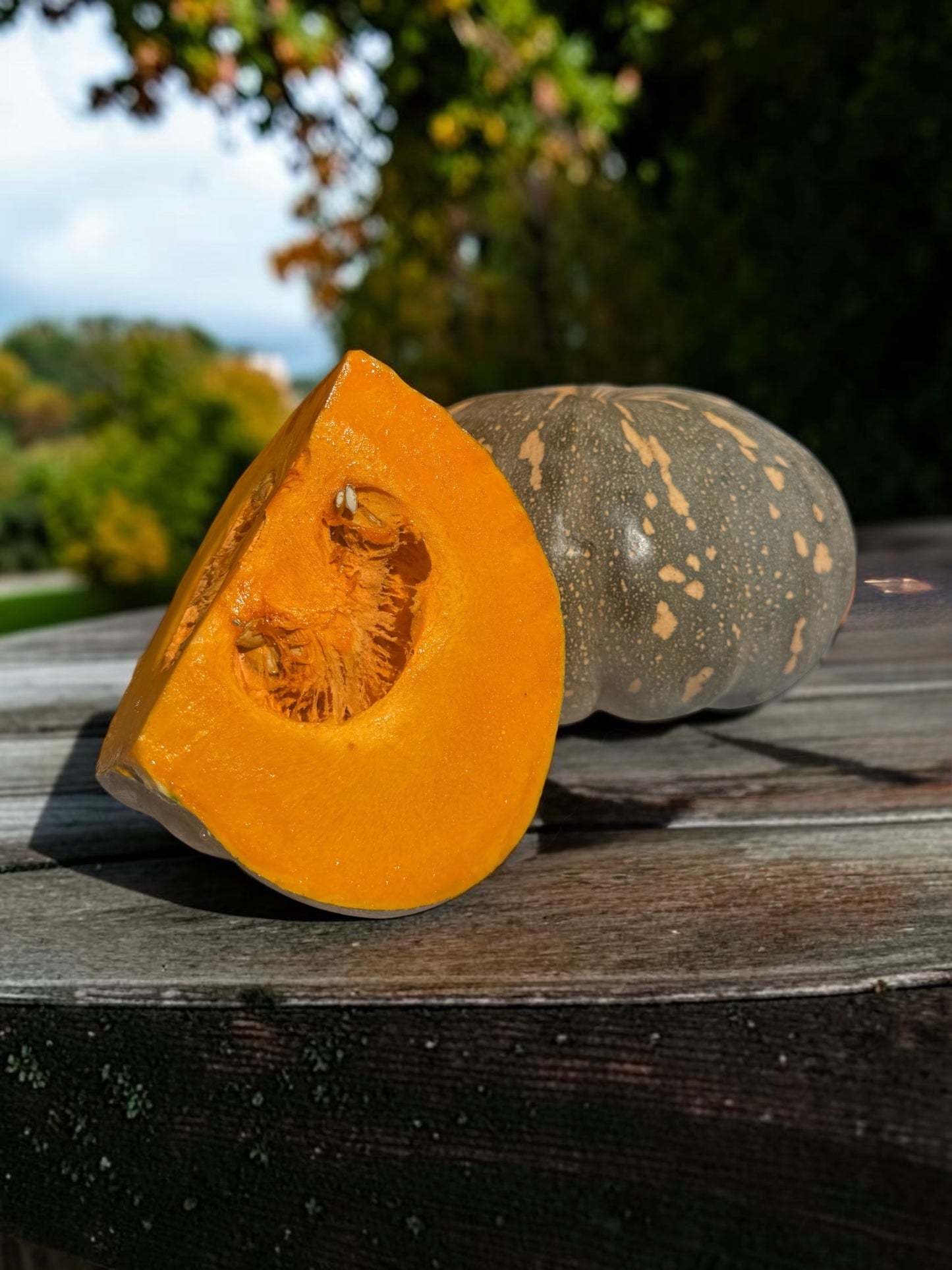 Jap pumpkin