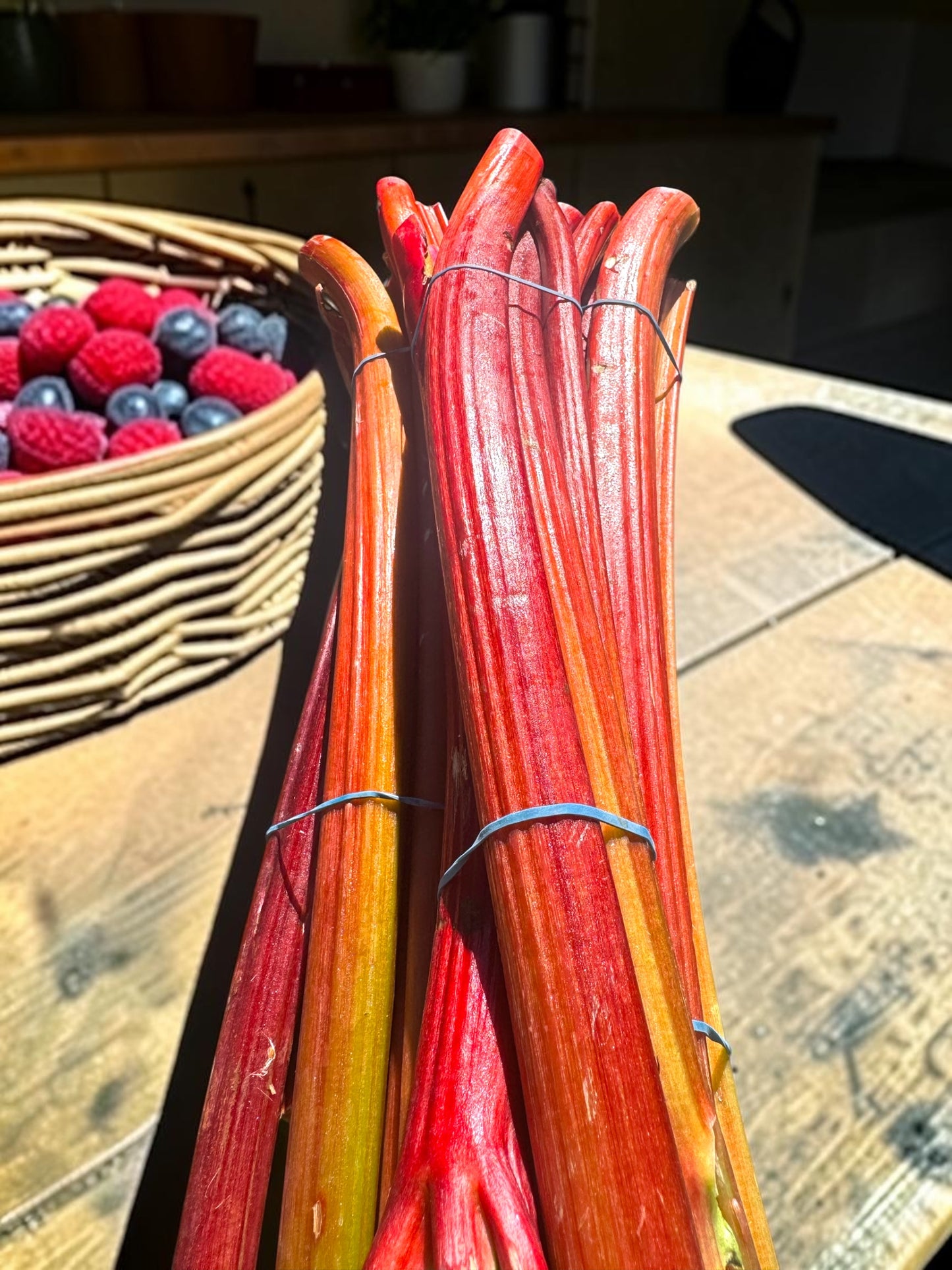 Large Locally Grown Rhubarb