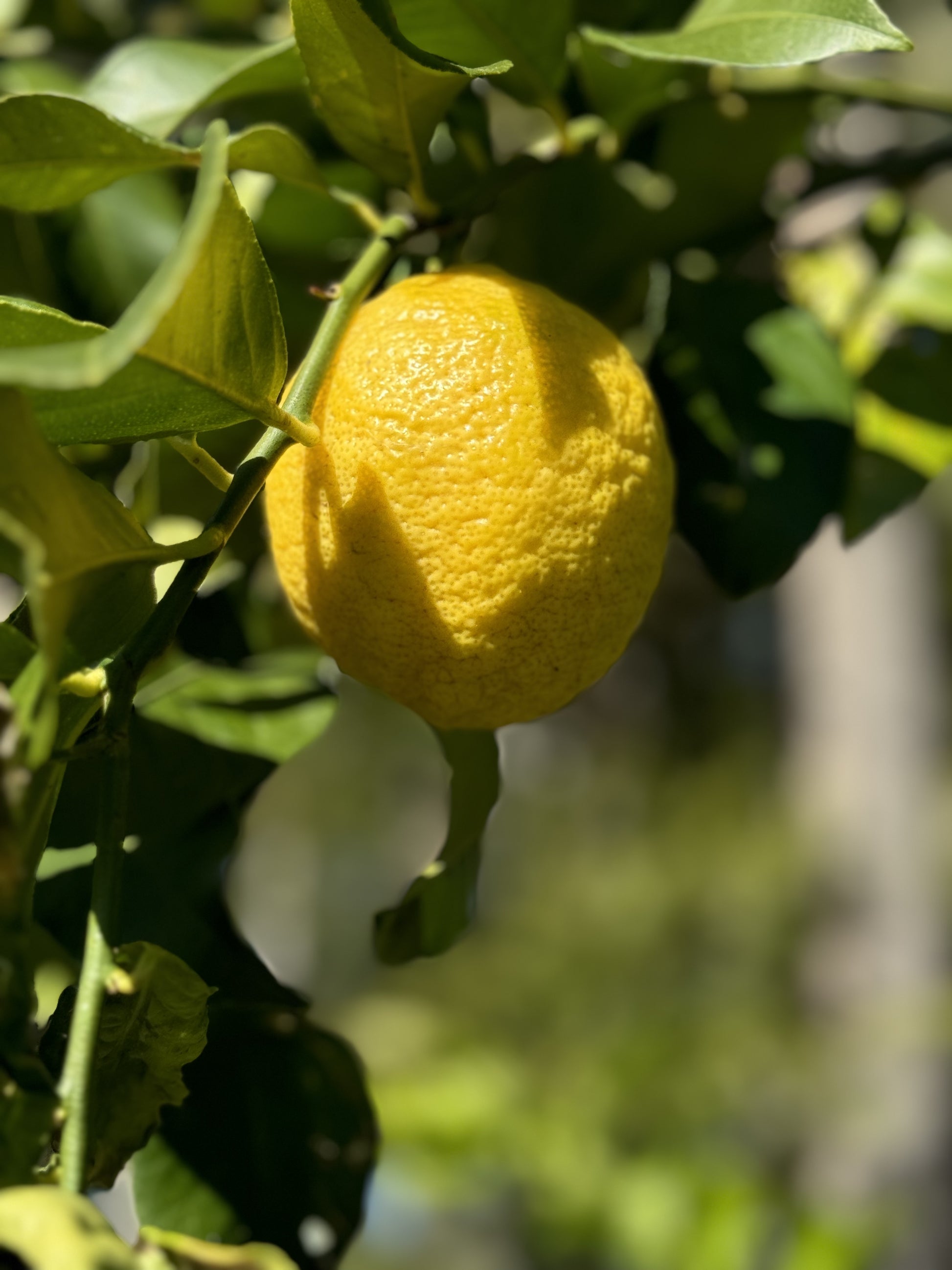 Farm Fresh Spray Free Lemons-The Village Grocer Club