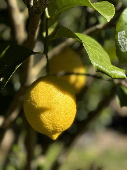 Farm Fresh Spray Free Lemons-The Village Grocer Club