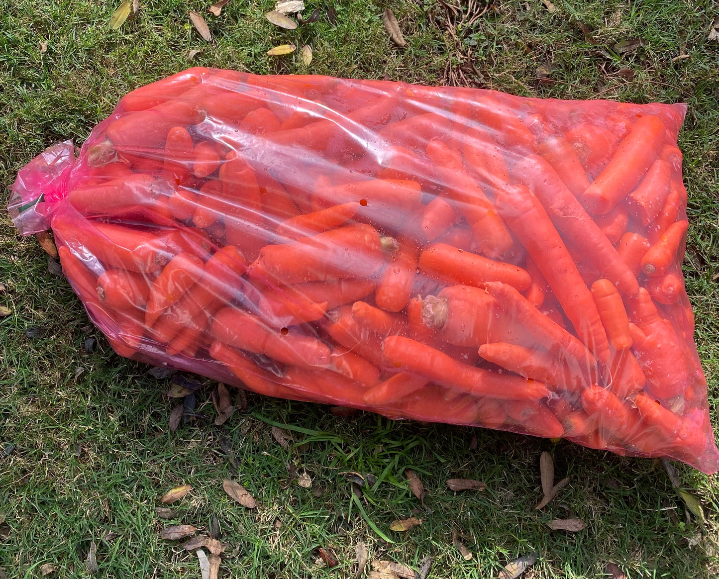 Add a 20kg bag of horse carrots to your box-The Village Grocer Club