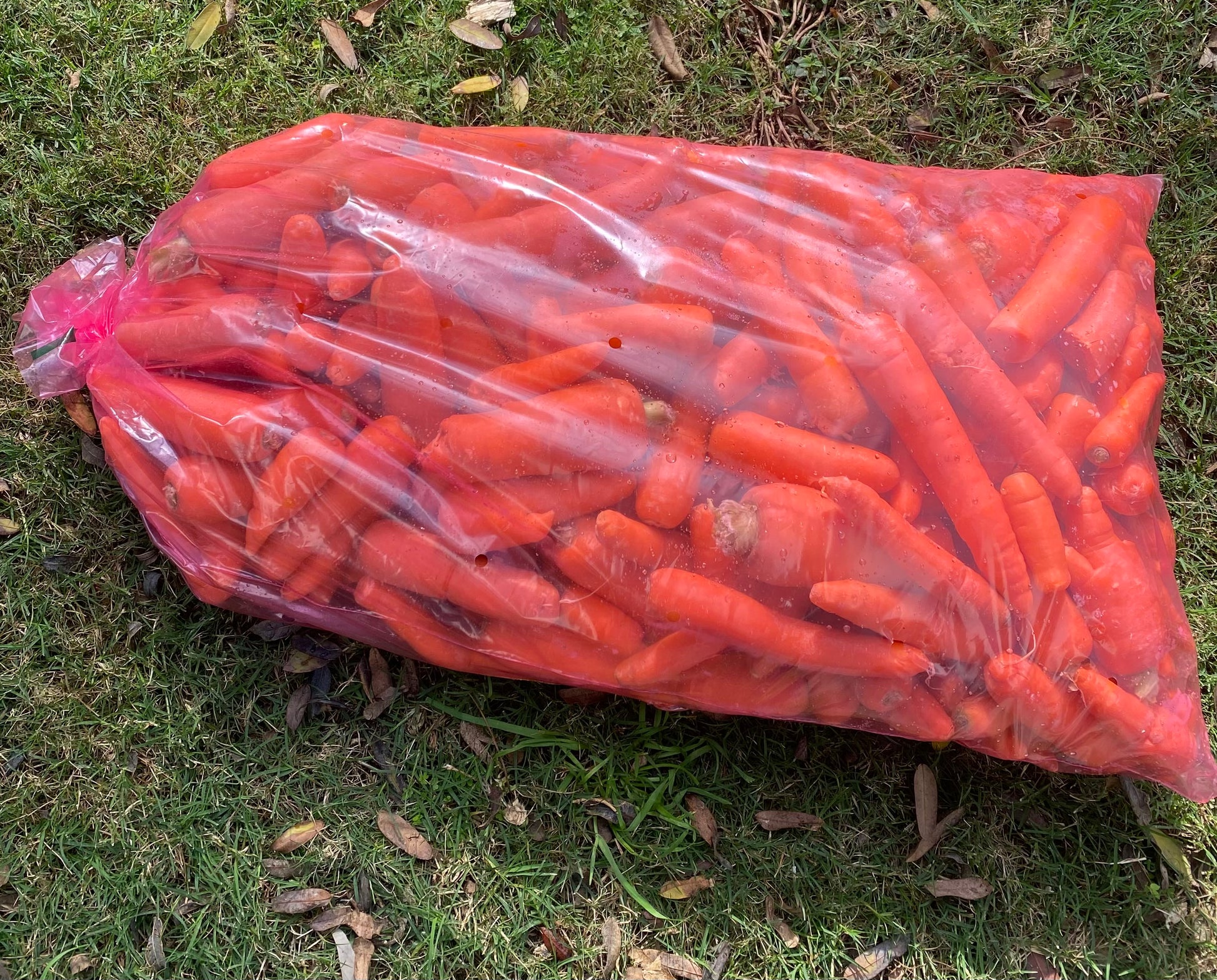 Add a 20kg bag of horse carrots to your box-The Village Grocer Club