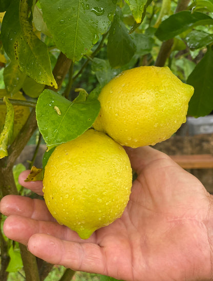 Farm Fresh Spray Free Lemons-The Village Grocer Club