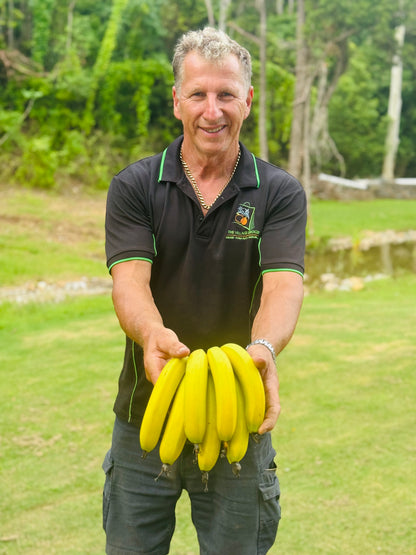 North Queensland Premium Grade Bananas-The Village Grocer Club