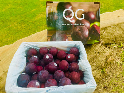 Premium Queen Garnet Plums-The Village Grocer Club