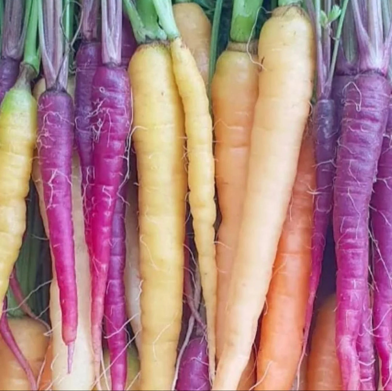Super Healthy Rainbow Carrots-The Village Grocer Club