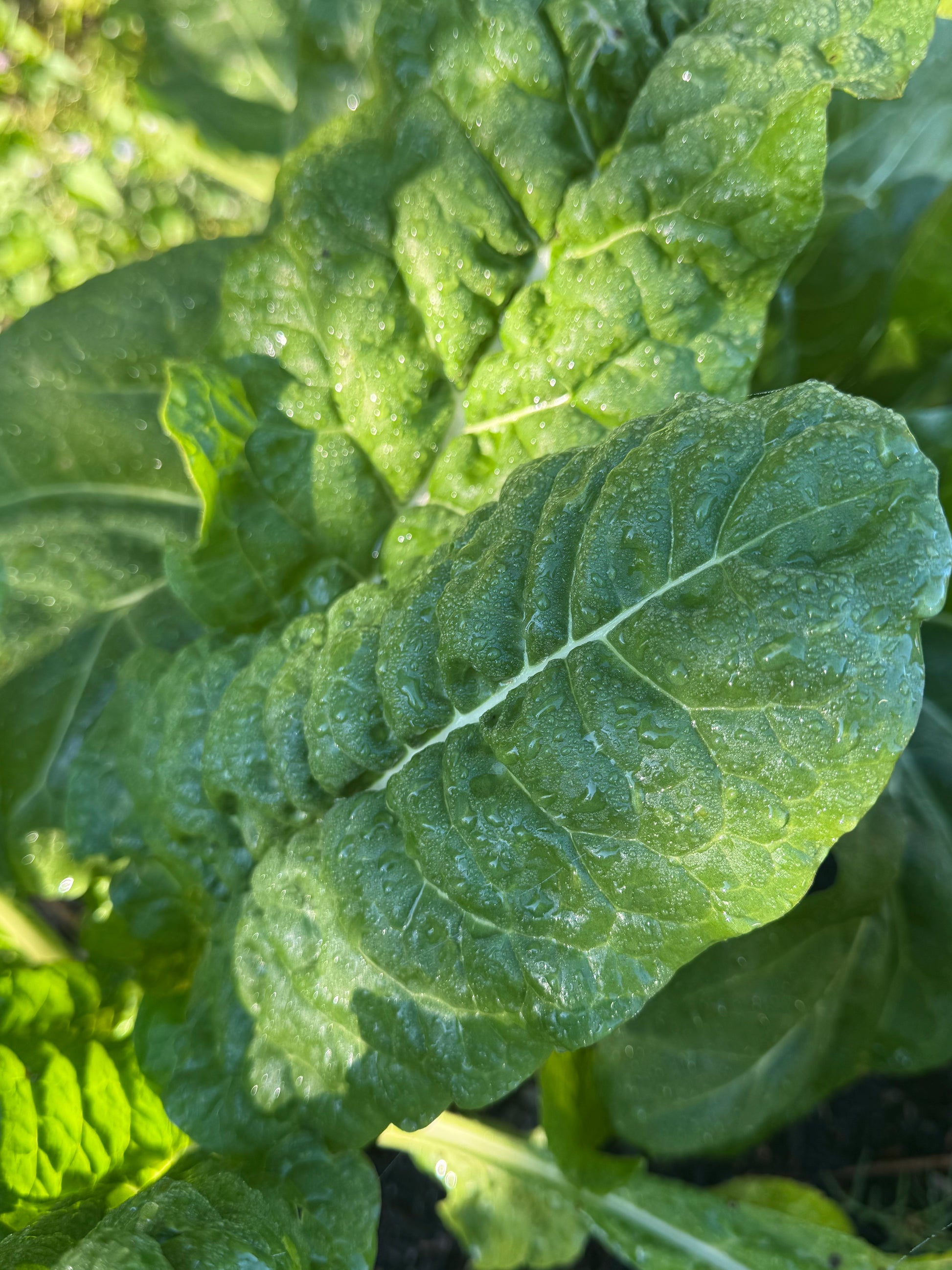*Back in Sock* Farm Fresh Organically Grown Silverbeet, cut to order-The Village Grocer Club
