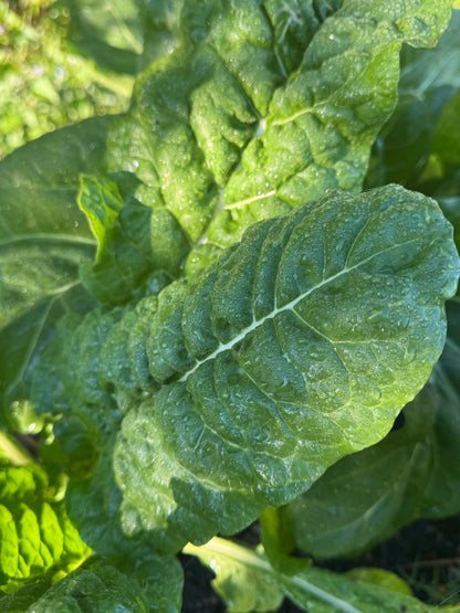 *Back in Sock* Farm Fresh Organically Grown Silverbeet, cut to order-The Village Grocer Club