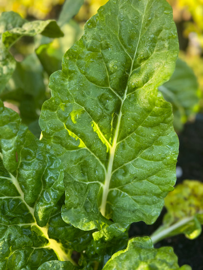 *Back in Sock* Farm Fresh Organically Grown Silverbeet, cut to order-The Village Grocer Club