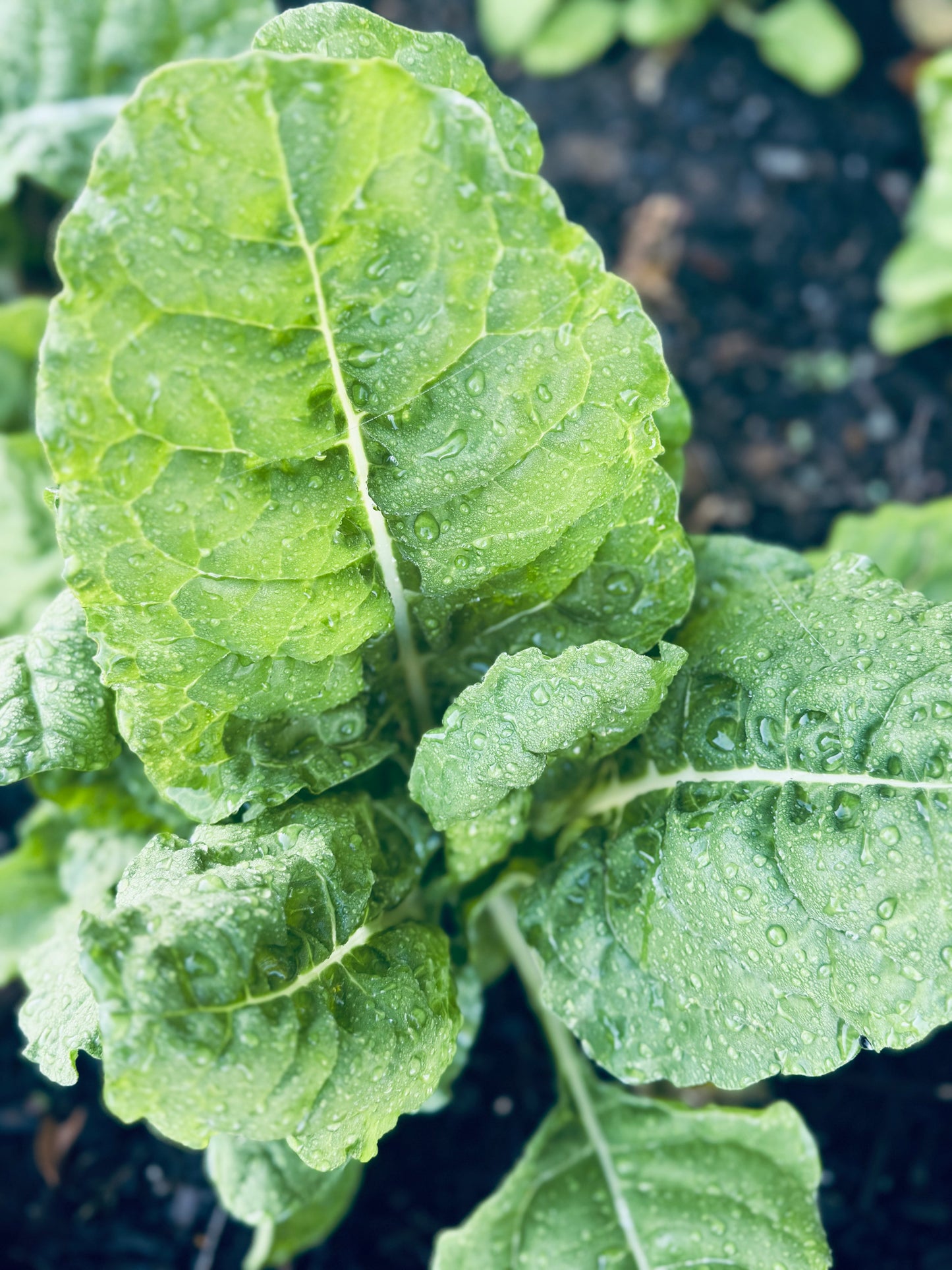 *Back in Sock* Farm Fresh Organically Grown Silverbeet, cut to order-The Village Grocer Club