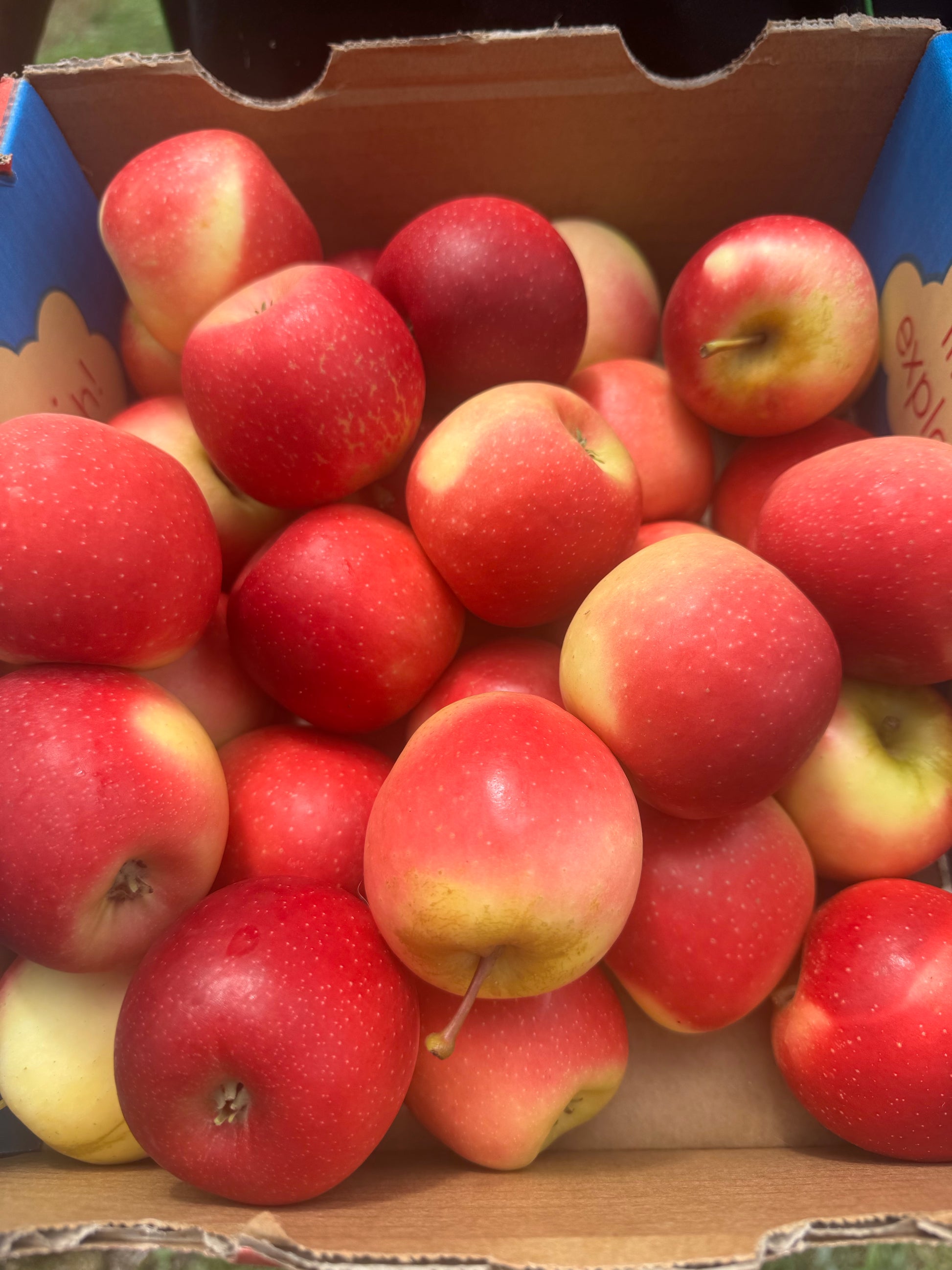 Winter Crunch - Delightful Missile Apples-The Village Grocer Club