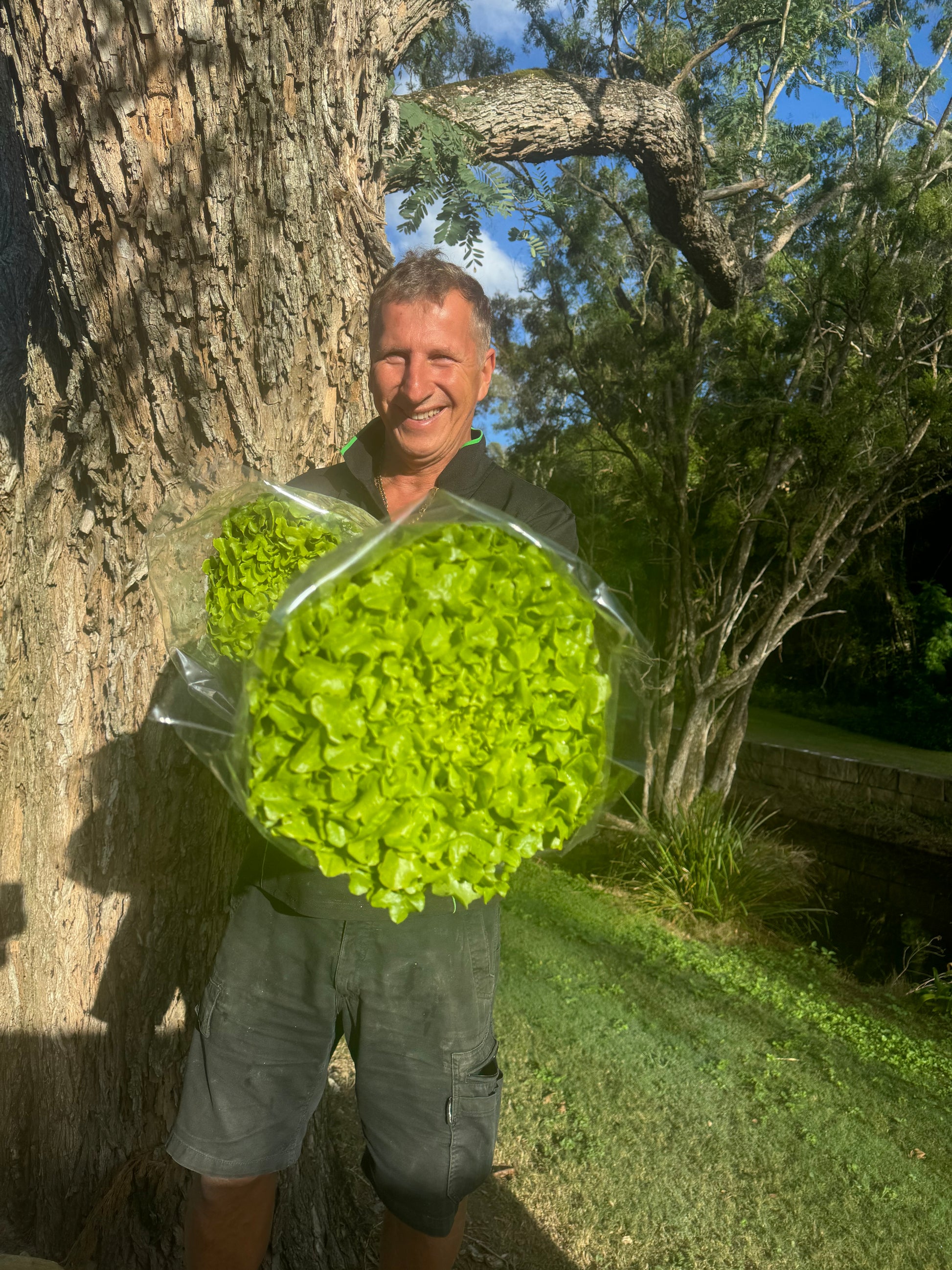 Large Green Oak Lettuce-The Village Grocer Club
