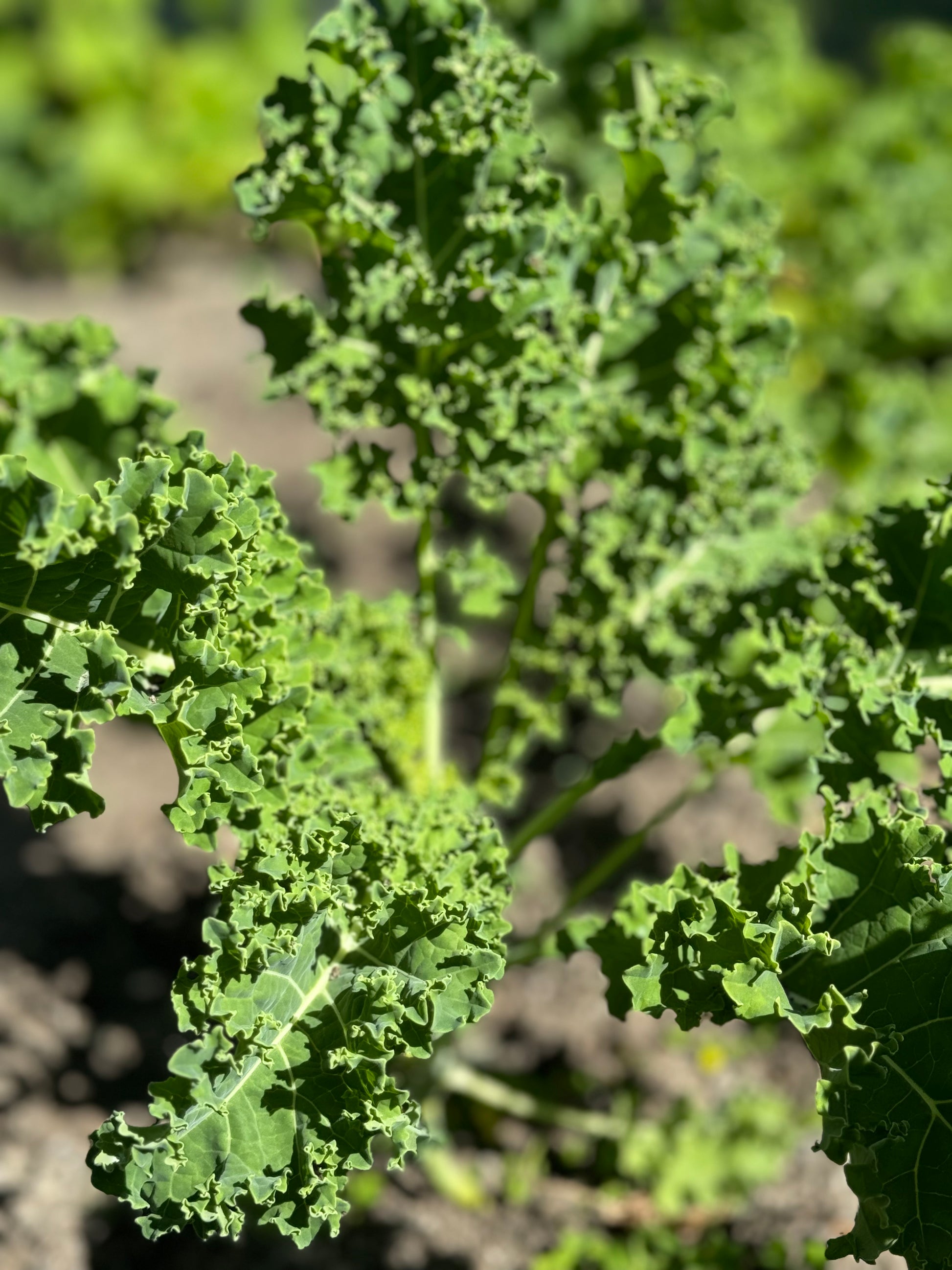 * Available now* Farm Fresh Organically Grown Spray Free Dwarf Kale, cut to order-The Village Grocer Club
