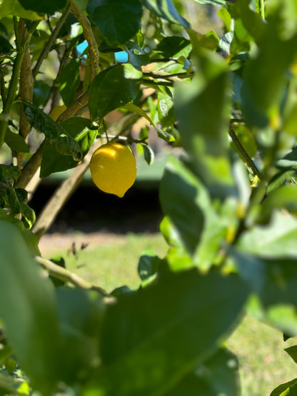 Farm Fresh Spray Free Lemons-The Village Grocer Club