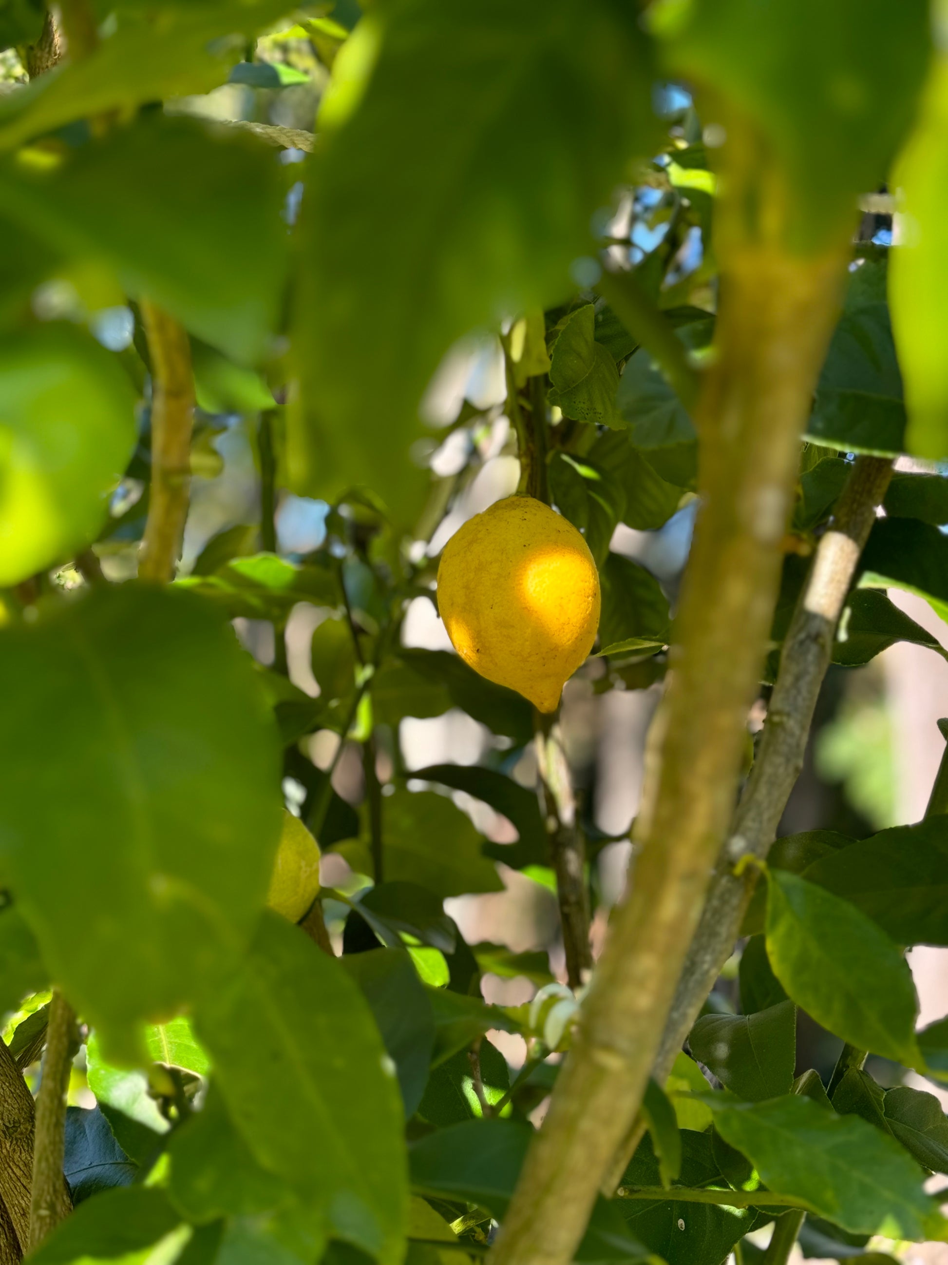 Farm Fresh Spray Free Lemons-The Village Grocer Club