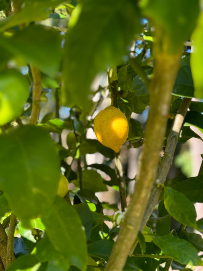 Farm Fresh Spray Free Lemons-The Village Grocer Club