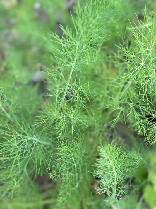 Farm Fresh Organically Grown Spray Free Dill Bunches-The Village Grocer Club