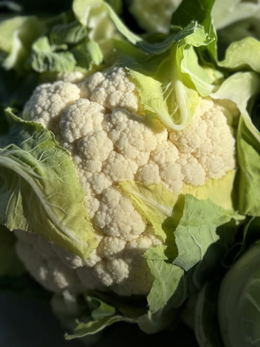 Fresh Picked Cauliflower