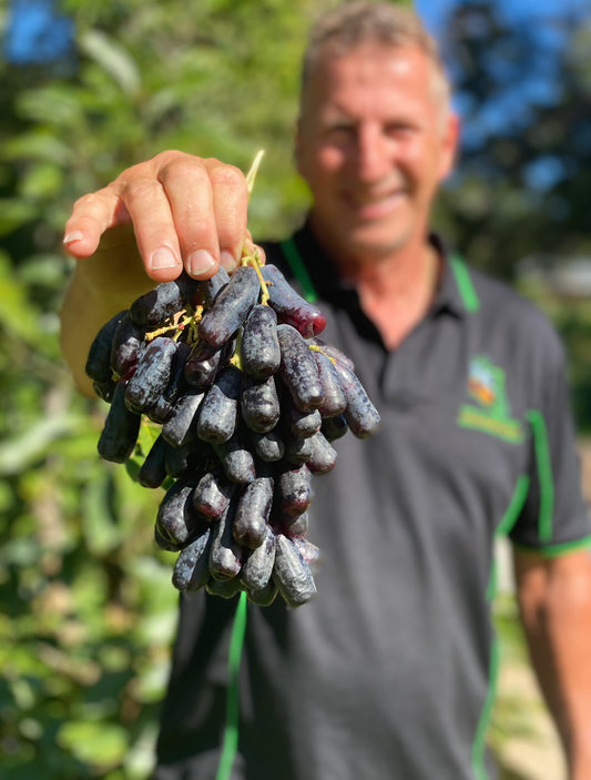 ** On Special** Sapphire Grapes-The Village Grocer Club