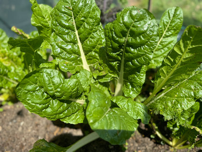 *Back in Sock* Farm Fresh Organically Grown Silverbeet, cut to order-The Village Grocer Club