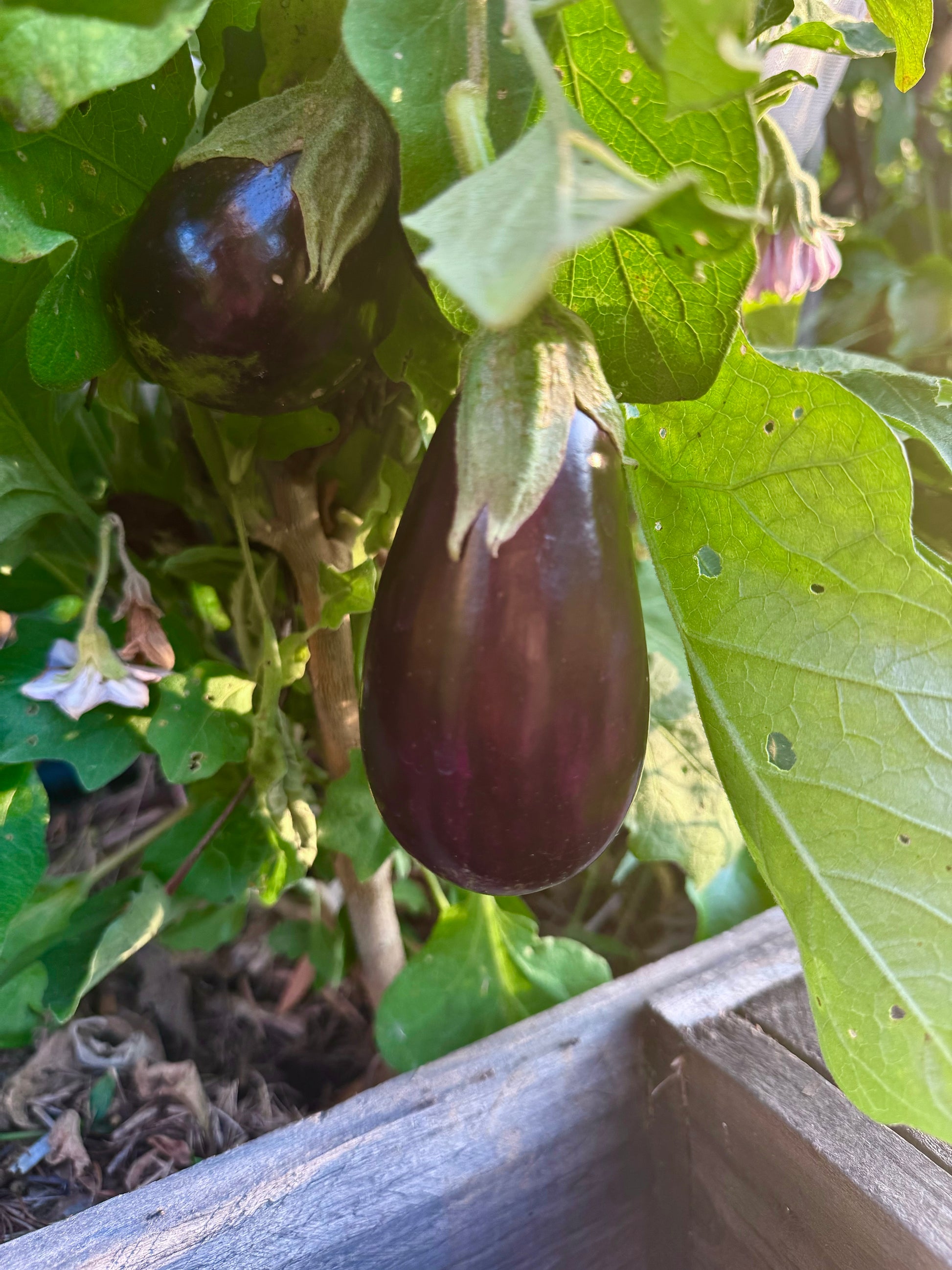Farm Fresh Organically Grown Eggplant-The Village Grocer Club