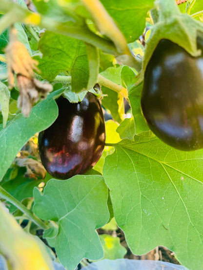 Farm Fresh Organically Grown Eggplant-The Village Grocer Club