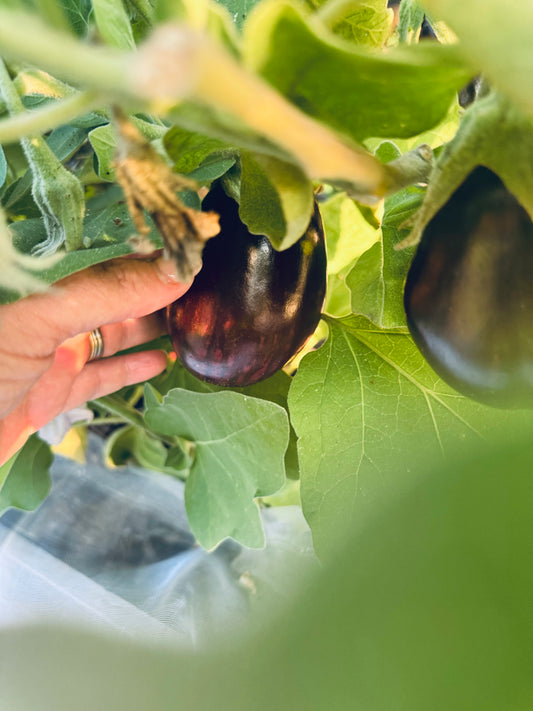 Farm Fresh Organically Grown Eggplant-The Village Grocer Club