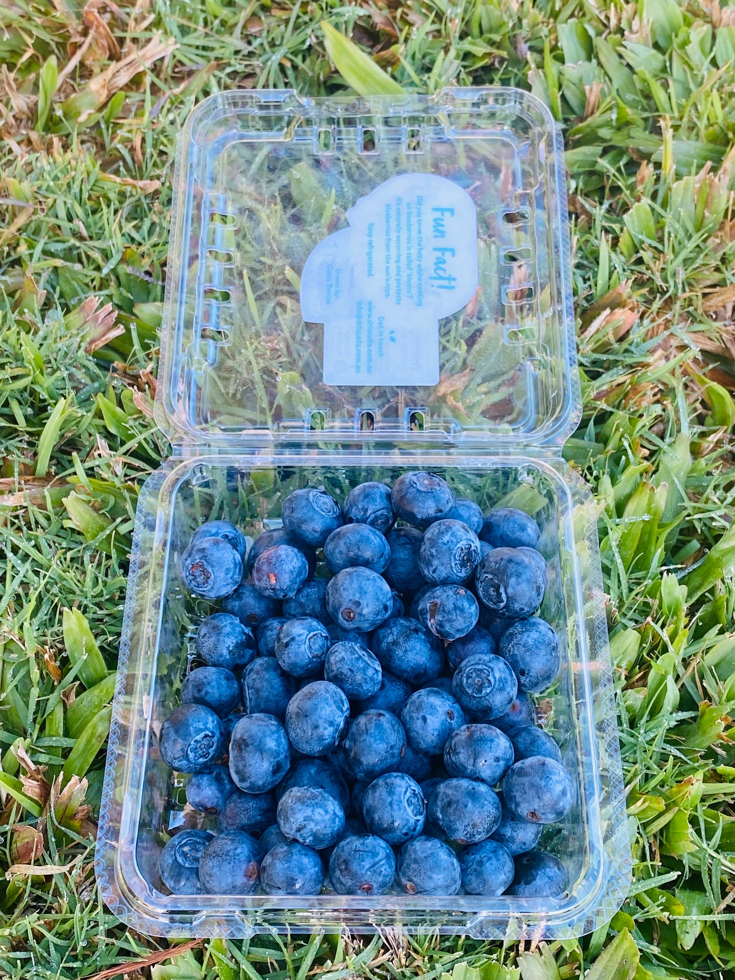 Australian Large Sweet Blueberries!!-The Village Grocer Club