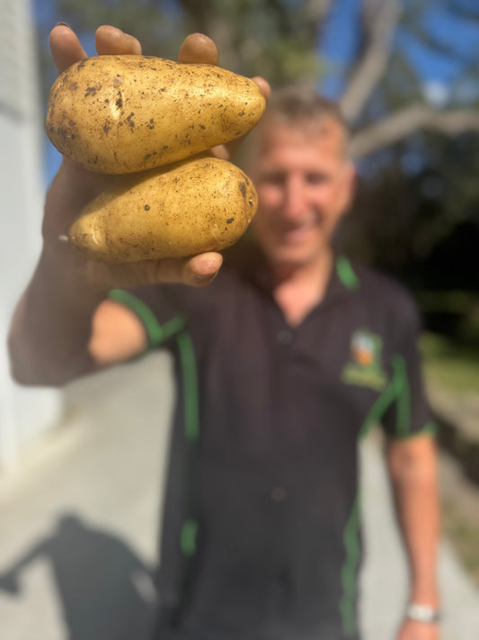 Fresh Organic Dutch Cream Potato