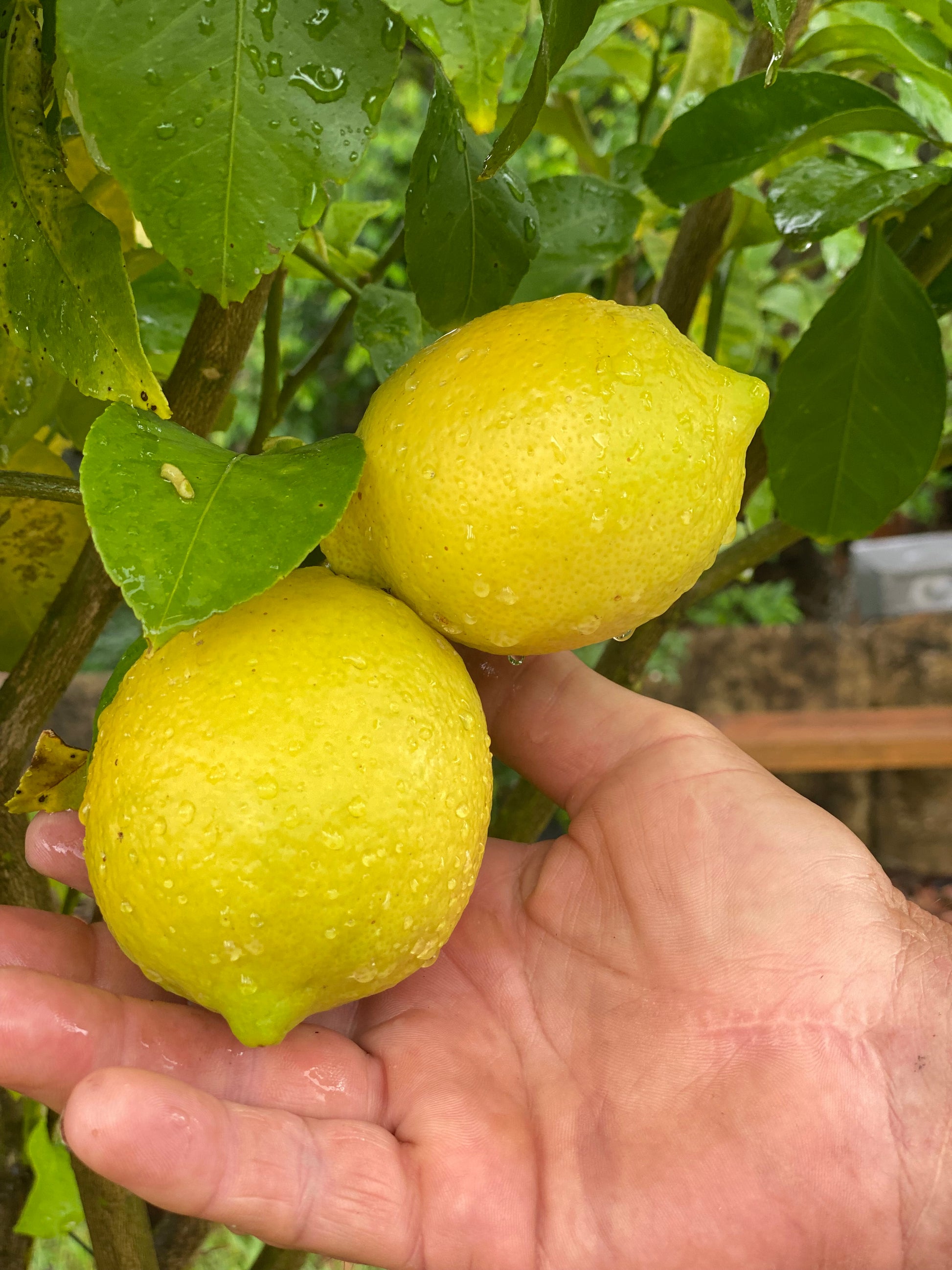 Juicy Australian Lemon-The Village Grocer Club