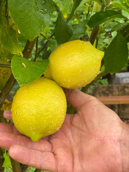 Juicy Australian Lemon-The Village Grocer Club