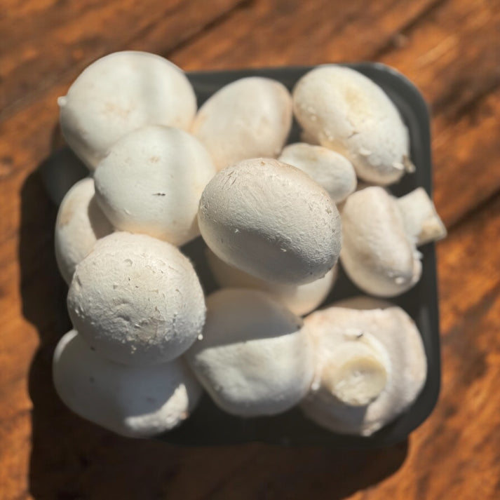 Fresh Button Mushrooms – Daily Pick | The Village Grocer Club