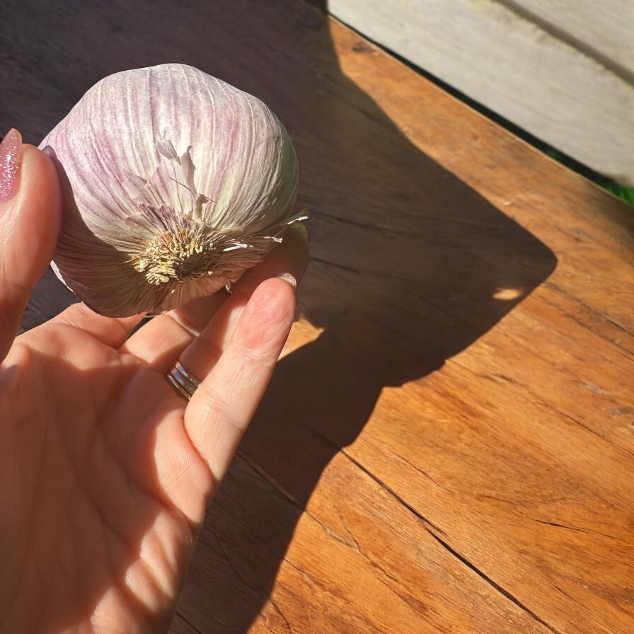 Extra Large Fresh Garlic Bulbs-The Village Grocer Club