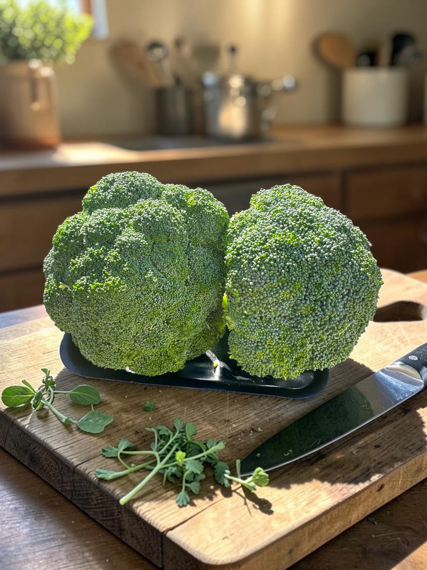 Fresh Premium Broccoli