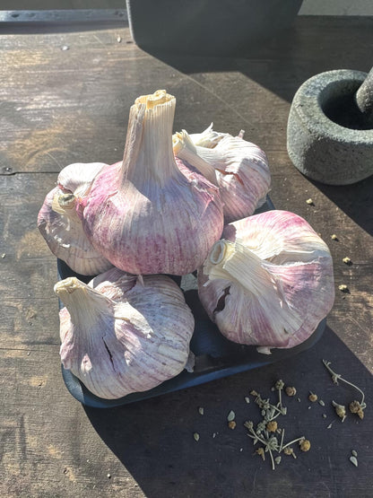 Fresh Garlic Bulbs