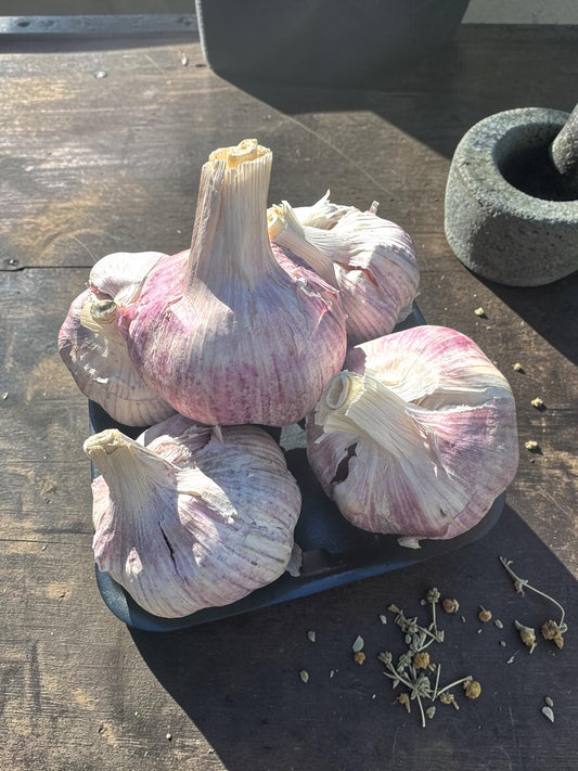 Fresh Garlic Bulbs