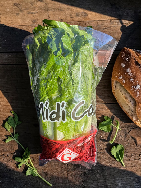 Fresh Baby Cos Lettuce