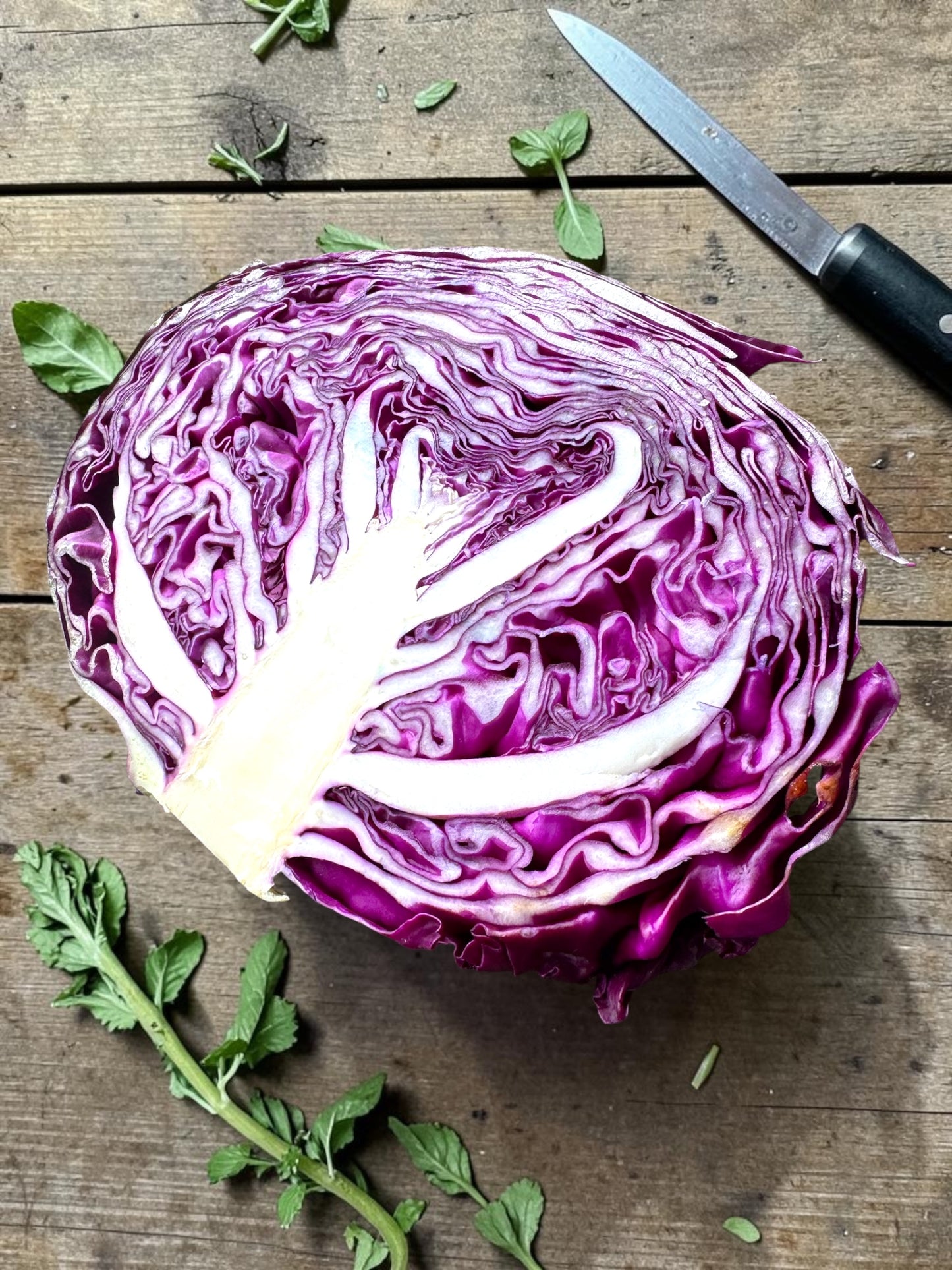 Red Cabbage