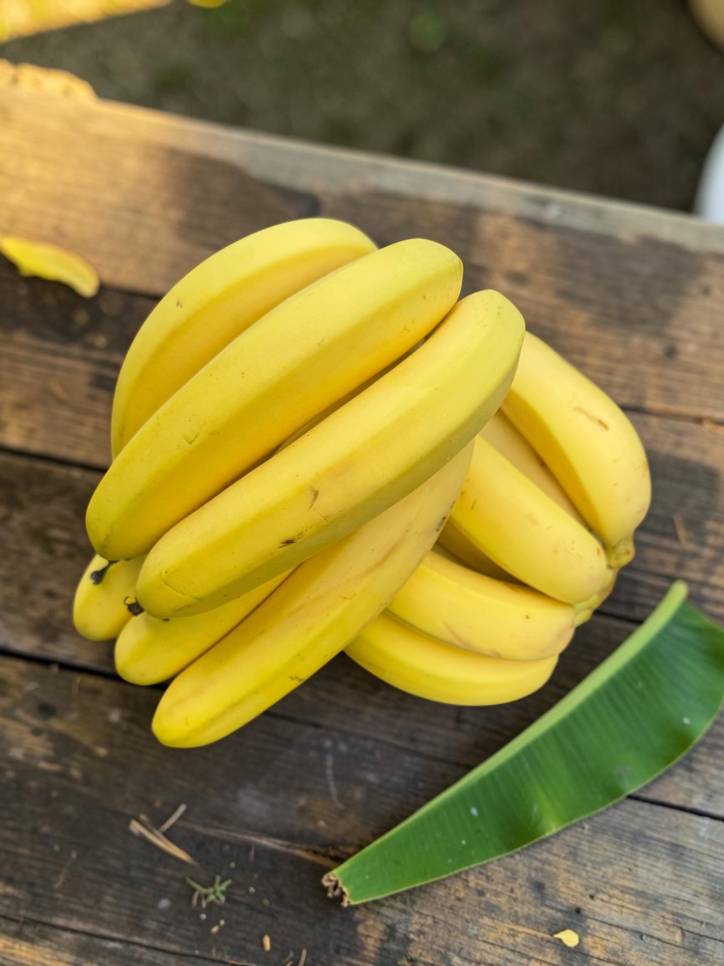 North Queensland Premium Grade Bananas