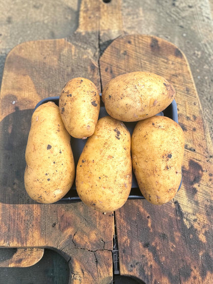 Fresh Organic Dutch Cream Potato
